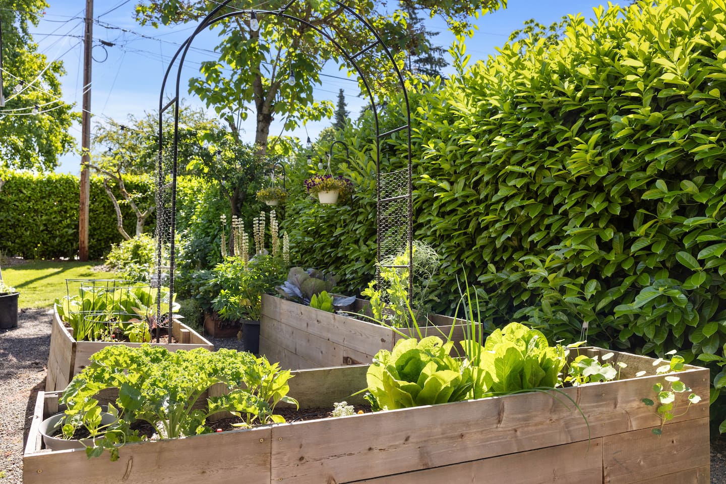 Raised garden beds with vegetables and a leafy arbor